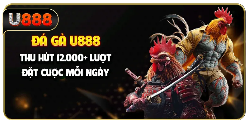 Đá gà U888 thu hút 12.000+ lượt đặt cược mỗi ngày
